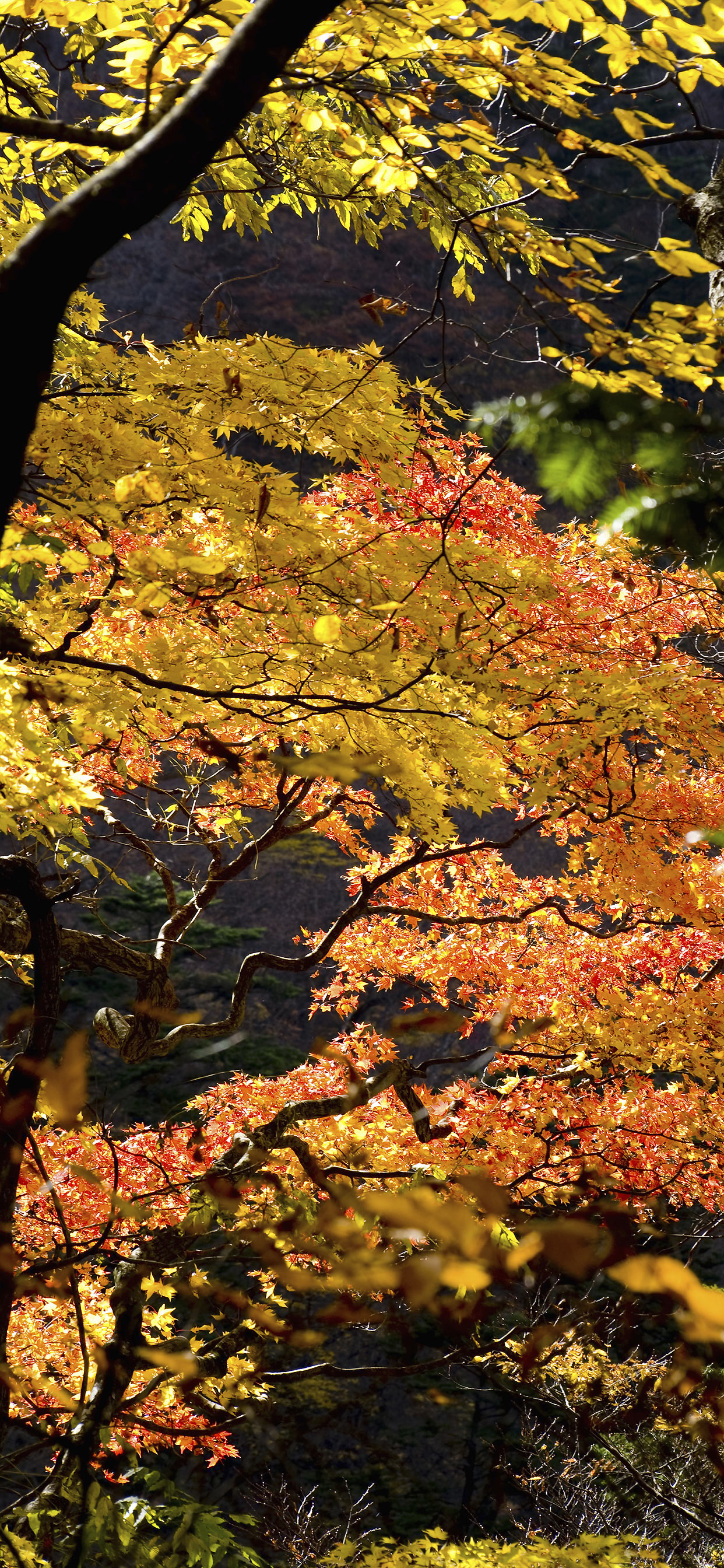 声を出して 債務 移動する 紅葉 壁紙 高 画質 スマホ ゲスト 力学 無一文