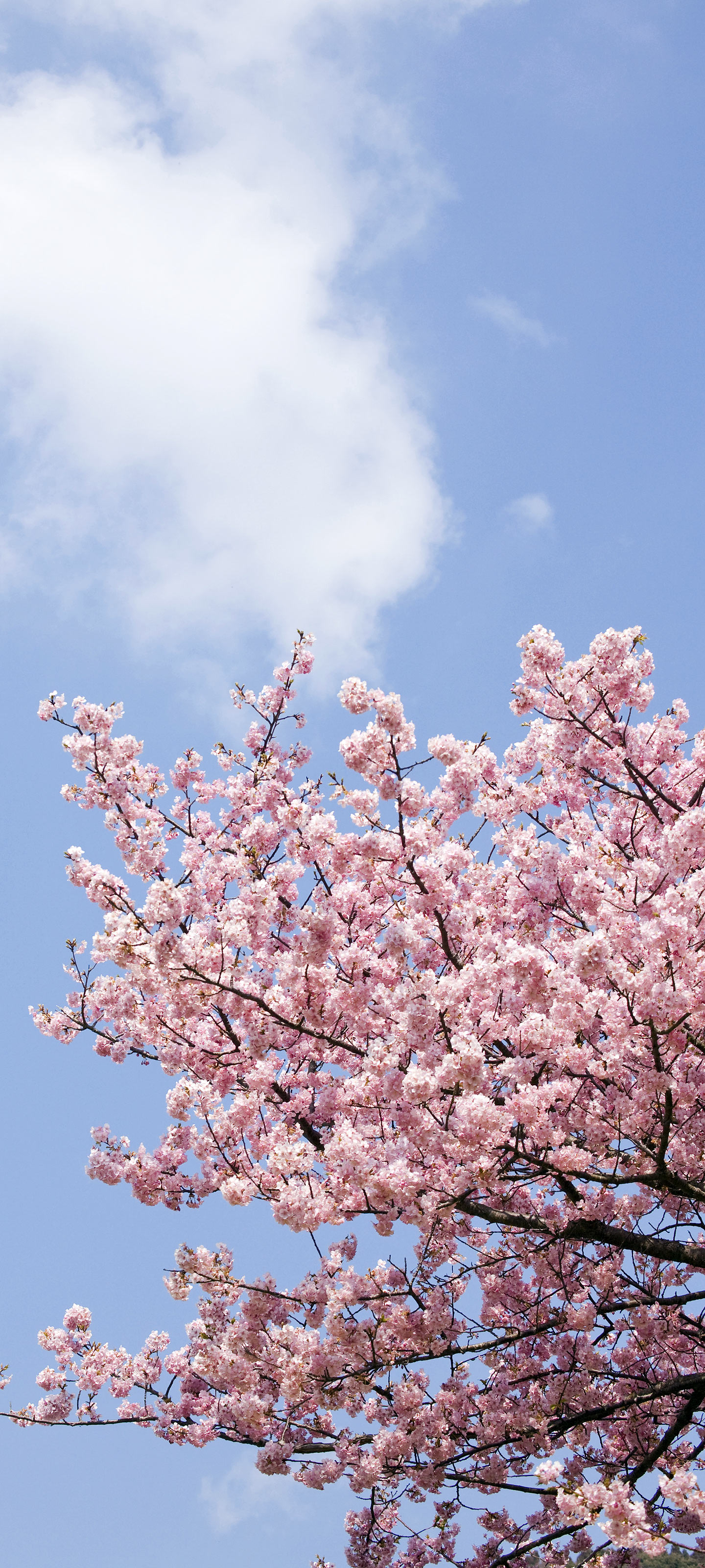 100以上 壁紙 スマホ 桜 スマートフォンとpc用のhd壁紙画像