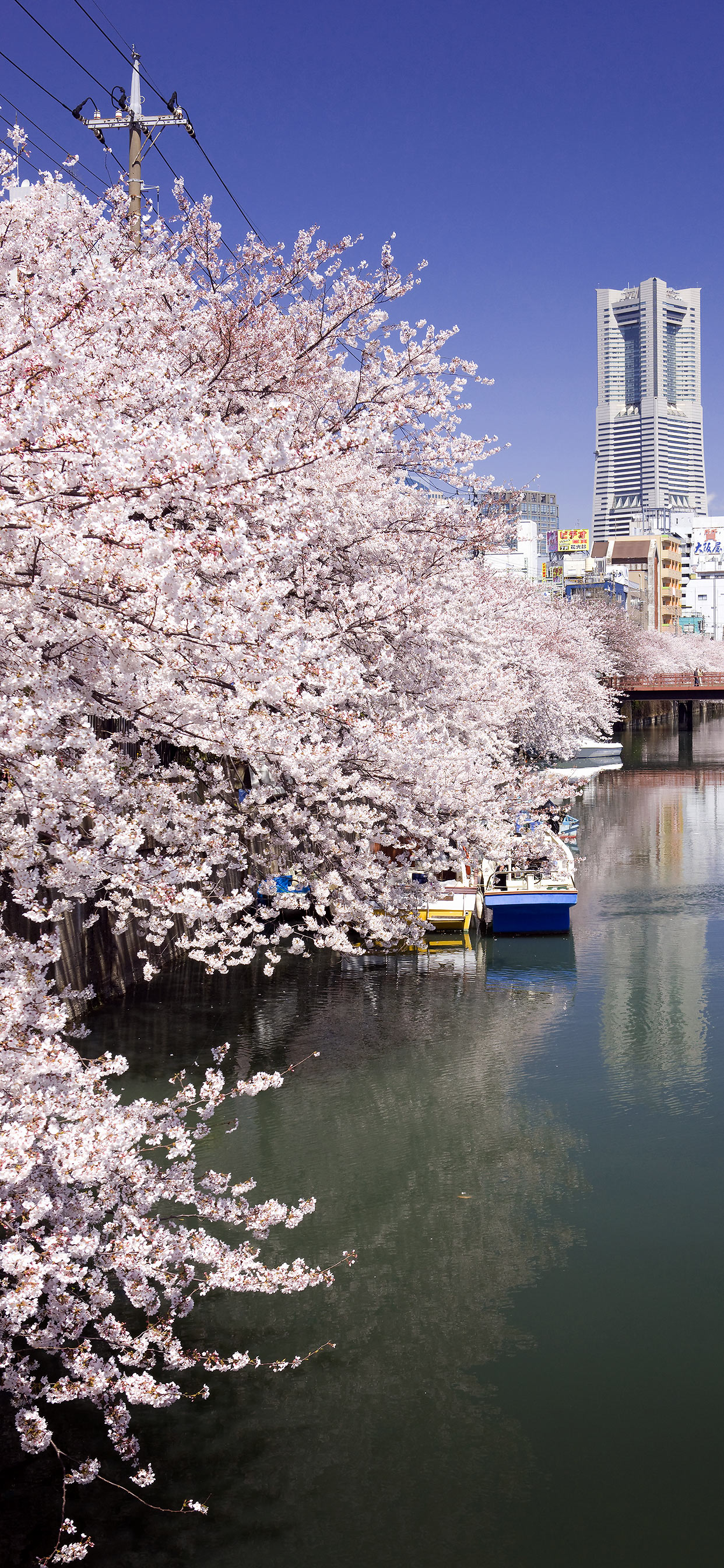 観点 操る 百 スマホ 桜 壁紙 Wakaru Jp